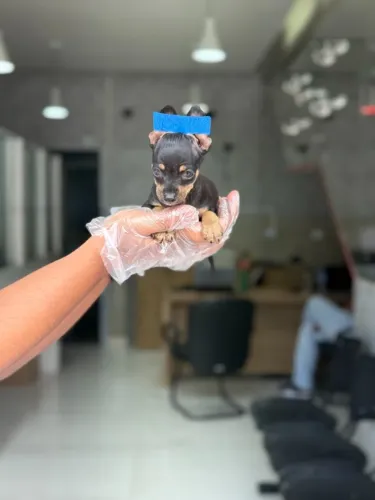 Pinscher Filhote | 1ª Vacina + Garantia em Contrato