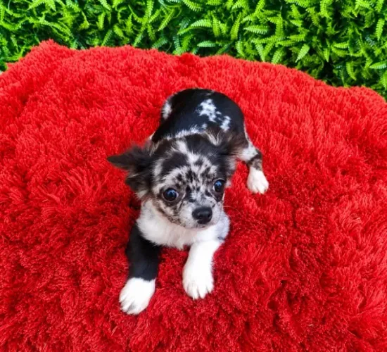 Chihuahua Merle 