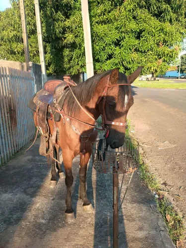 Égua marchadeira?