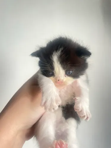 Gatinho persa mestiço