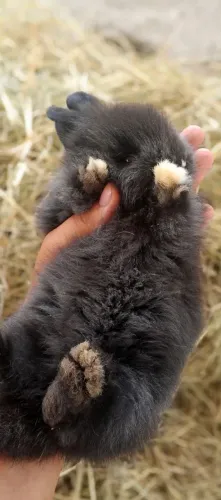Coelho mini lion