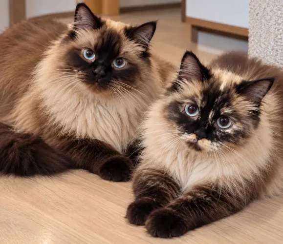 Gatos de ração para adoção responsável!