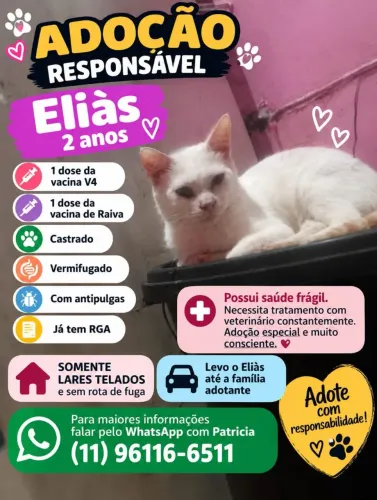 Eliàs para adoção responsàvel