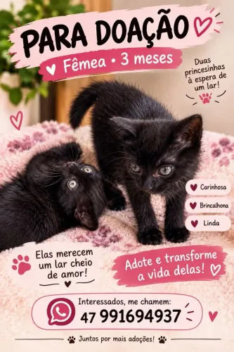 Gatinhas para doação 
