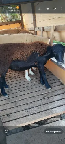 Vendo borrega santa Inês 