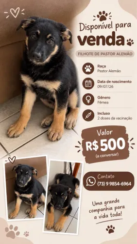 Filhote fêmea pastor alemão