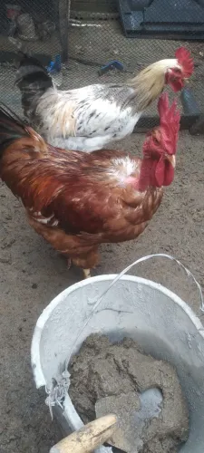 Galo vermelho rodilan