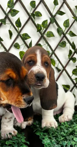 Lindos filhotes de Basset Hound