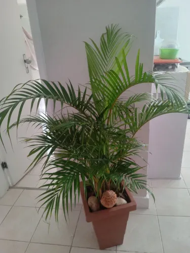 Planta