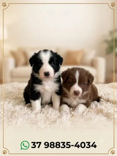 BorderCollie Fêmea Pura