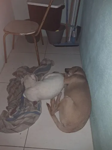 Doando uma pit bul e um viralata