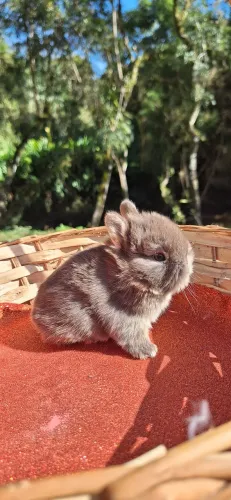 Mini coelho Netherland Dwarf 