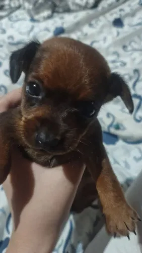 Vendo um filhote de Pincher ( Macho)