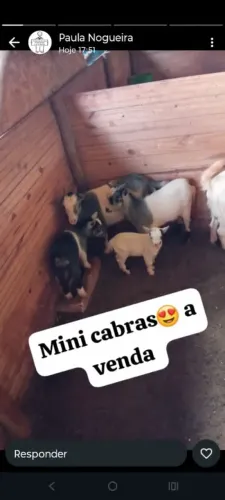 Cabras Saanen e carneiros Dorper mini cabras e mini porcos 