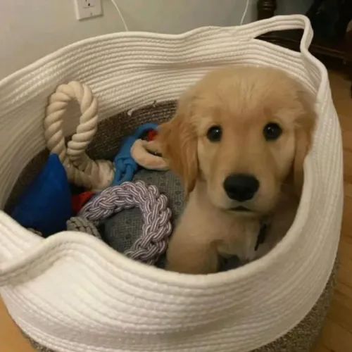 Golden Retriever charmoso