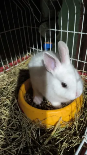 Mini coelho anão Netherland dwarf