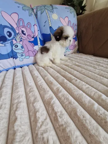 Mini shih tzu fêmea