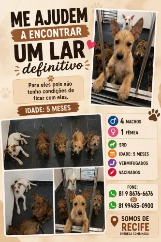 ADOTEM UM CACHORRO