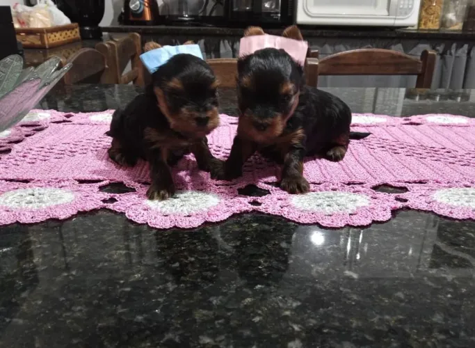 Vendo filhotes de Yorkshire pronta entrega