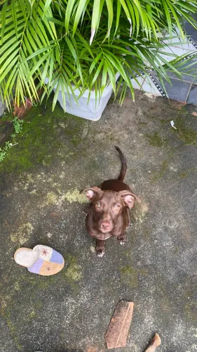 Cachorro fêmea para doação