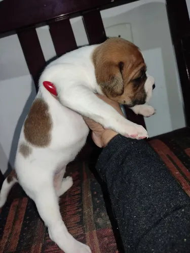 Filhotes Boxer 