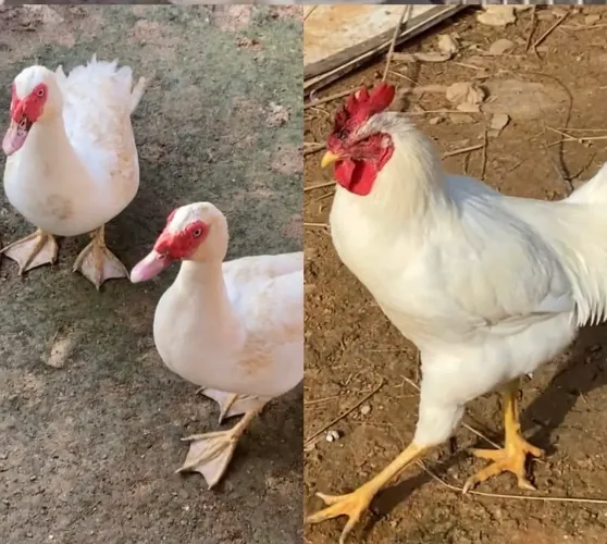 Galo e Patos brancos 