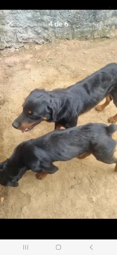 Venda de cachorro raça rottwelier e pastor alemão