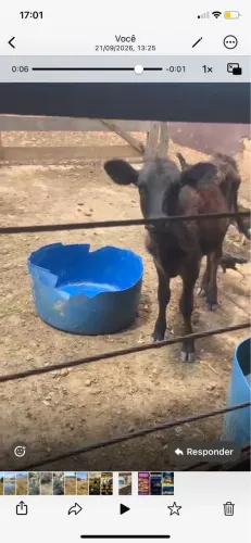 Vendo bezerra de genética leiteira