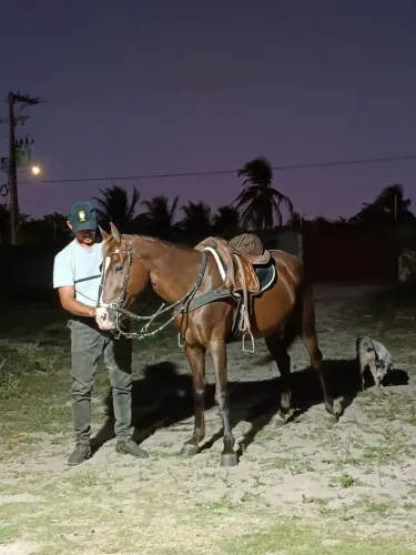 Cavalo