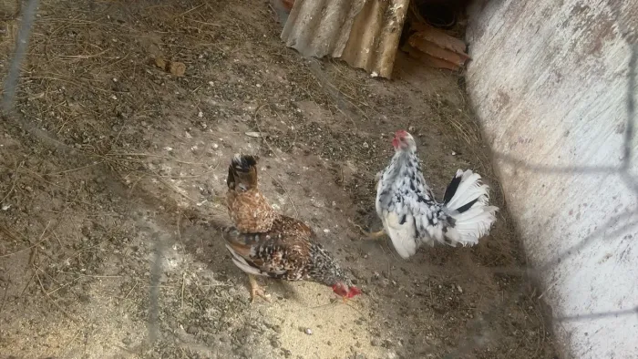 2 fêmeas de Garnise