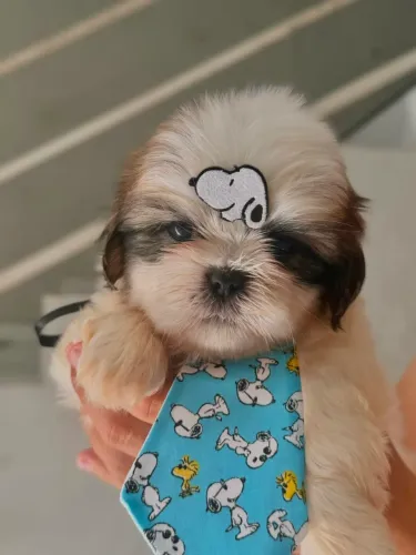 Shih-tzu // Pronta entrega! 