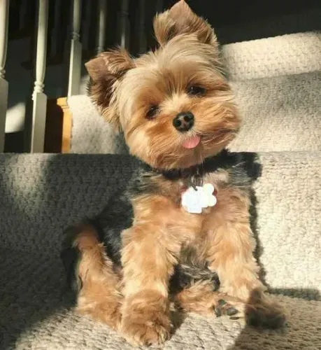 Filhote Yorkshire Terrier, Diga adeus à solidão e olá para um amor verdadeiro!