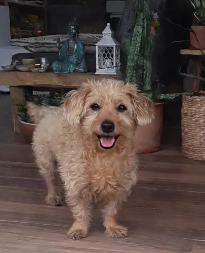 DOAÇÃO DE CÃO