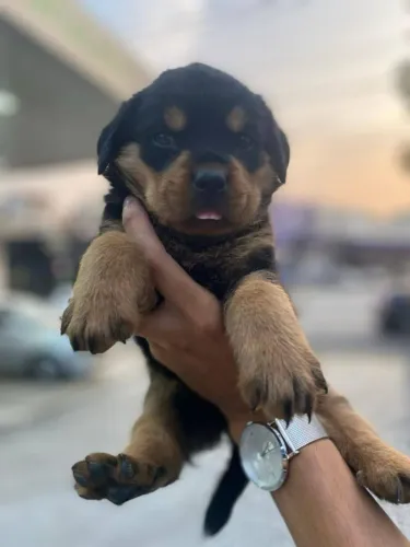 Rottweiler Filhote Com Carisma Para Conquistar Sua Família