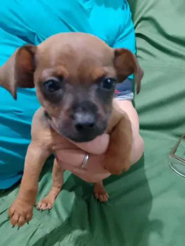 Pinscher n.1