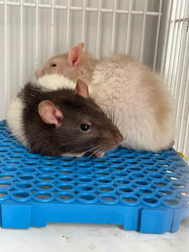 Vendo gaiola para roedores 