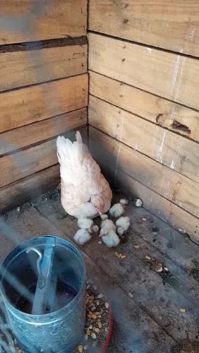 Pintinhos garnisé polacos