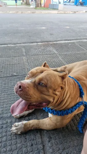Pitmonster a procura de namorada