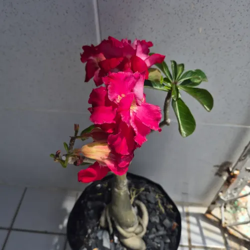 Oportunidade Vendo Lote de 600 rosas do deserto 25,00 a unidade