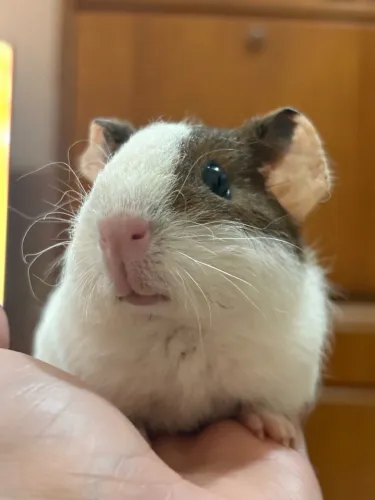 Porquinho da índia
