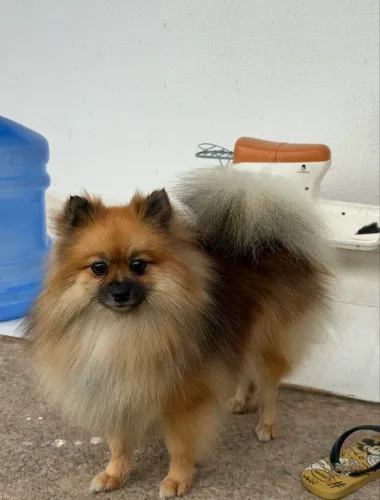Spitz alemão