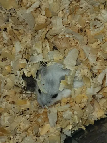 Hamster anão russo