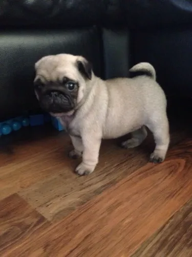 Pug Esse dog vai transformar sua rotina em lembranças lindas