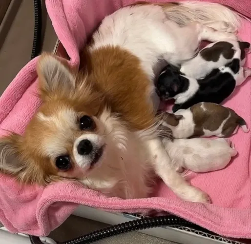 Chihuahua pelo longo Filhotinhos machos ac cartão
