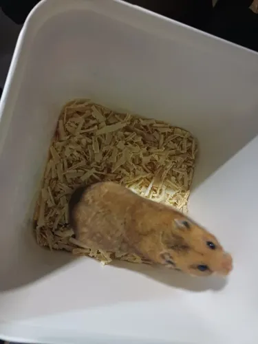 Hamster sírio 