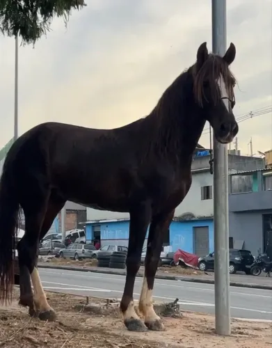 Vendo cavalo 