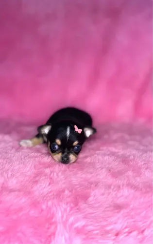 Chihuahua Fêmea pelagem curta cabecinha redonda, 45 dias