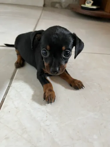 Filhotes Pinscher n1