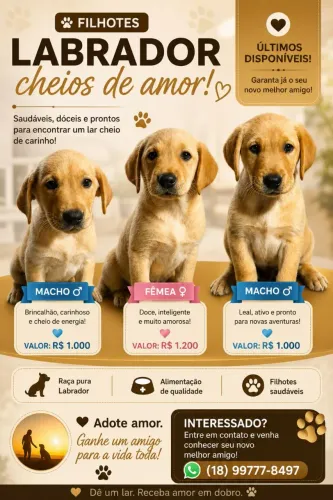 Labrador puro (os filhotes completam 2 meses dia 02/07)