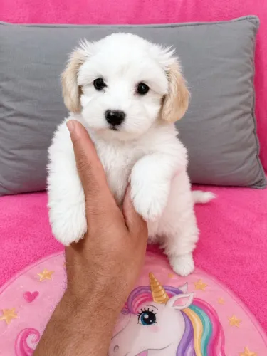 Linda princesinha Maltês com poodle disponível!